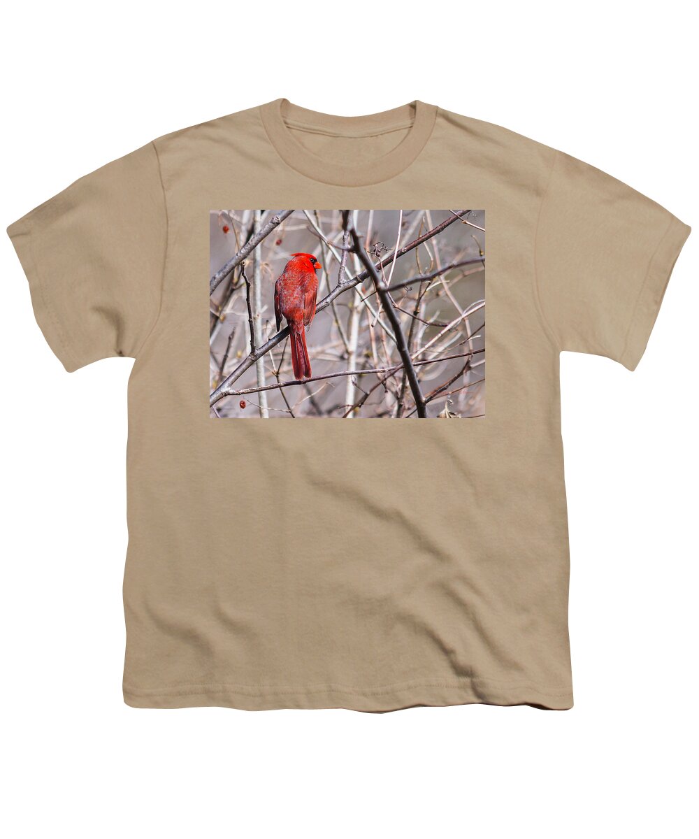 Heron Heaven Youth T-Shirt featuring the photograph Northern Cardinal In The Sun by Ed Peterson