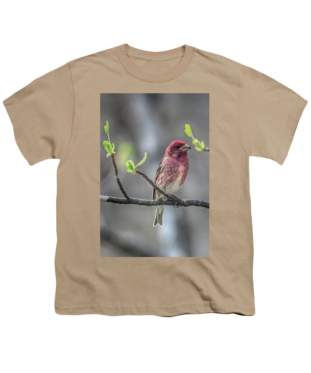 Birds Youth T-Shirt featuring the photograph Purple Finch as Leaves Open by John Haldane