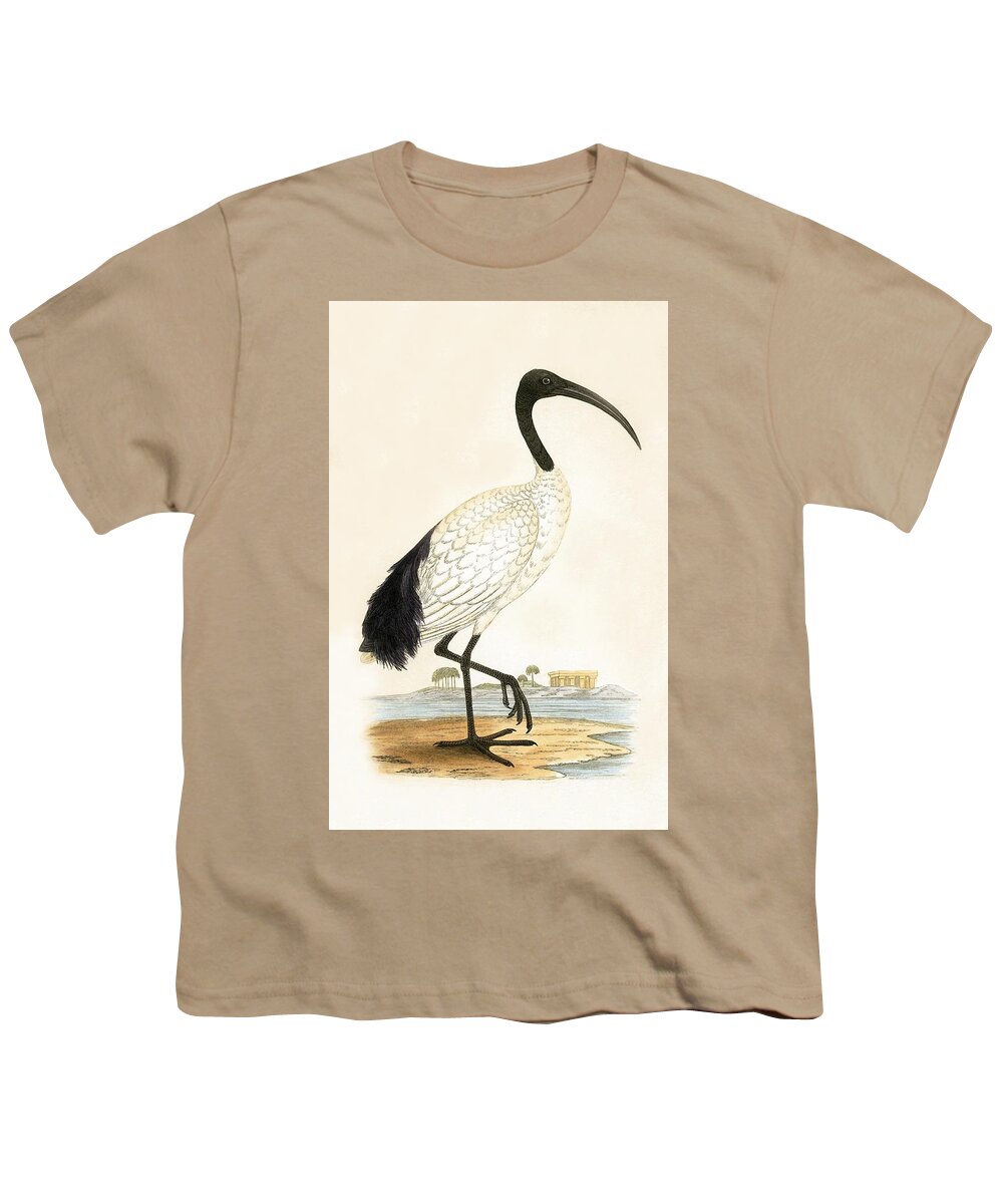 Bird Youth T-Shirt featuring the painting Sacred Ibis by English School