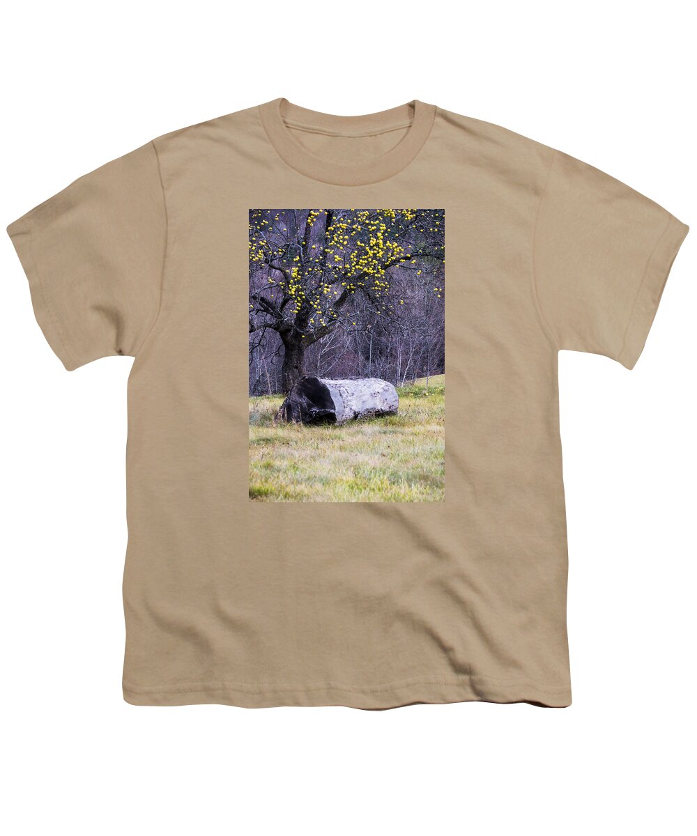 Sunset Lake Road West Brattleboro Vermont Youth T-Shirt featuring the photograph Yellow Apples by Tom Singleton