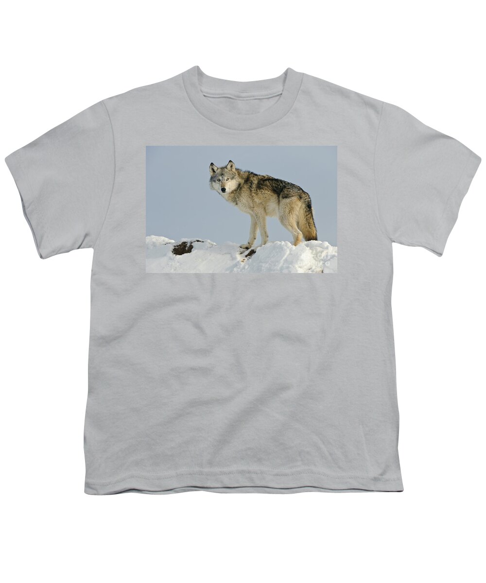Canis Lupus Youth T-Shirt featuring the photograph Wolf In Winter #29 by John Shaw