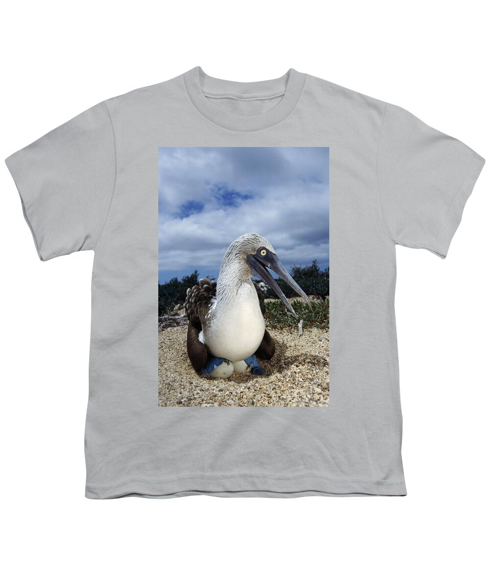 Feb0514 Youth T-Shirt featuring the photograph Blue-footed Booby Male Incubating Eggs by Tui De Roy