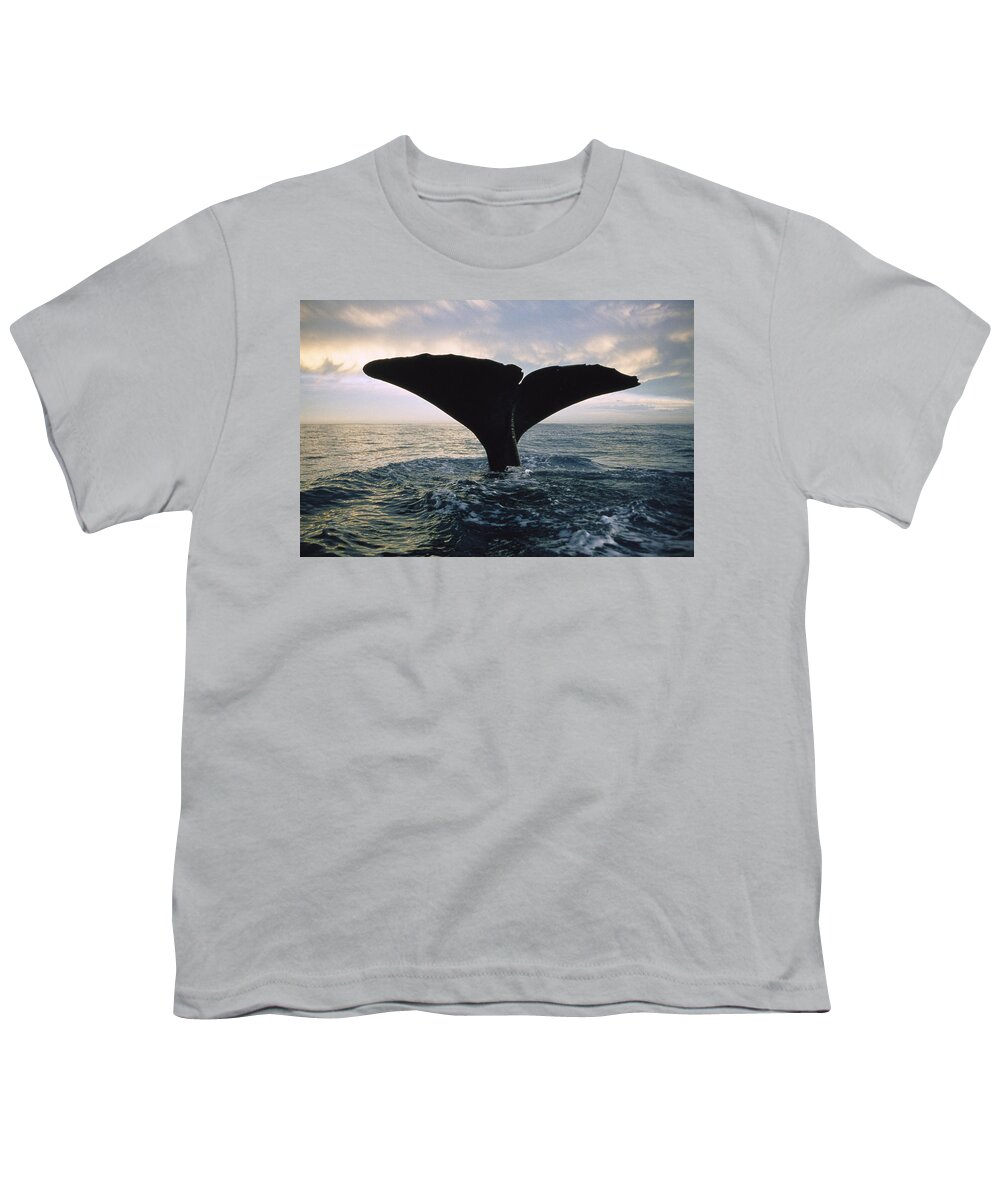00113843 Youth T-Shirt featuring the photograph Sperm Whale Tail At Sunset New Zealand by Flip Nicklin