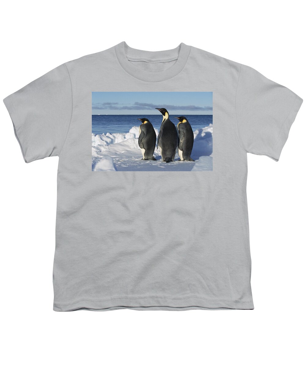 Mp Youth T-Shirt featuring the photograph Emperor Penguin Aptenodytes Forsteri #2 by Konrad Wothe