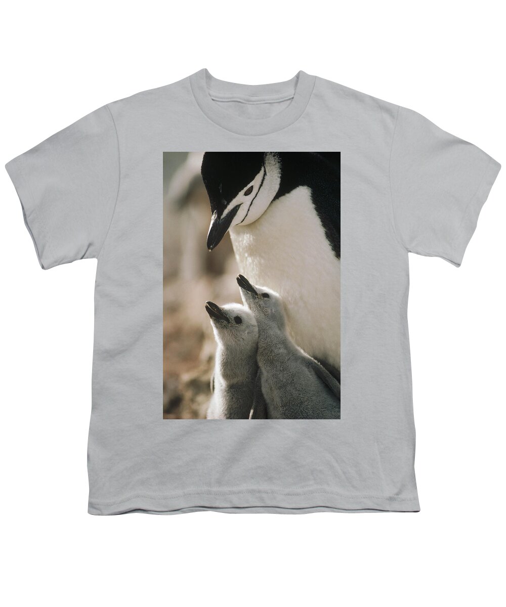 Mp Youth T-Shirt featuring the photograph Chinstrap Penguin Pygoscelis Antarctica by Tui De Roy