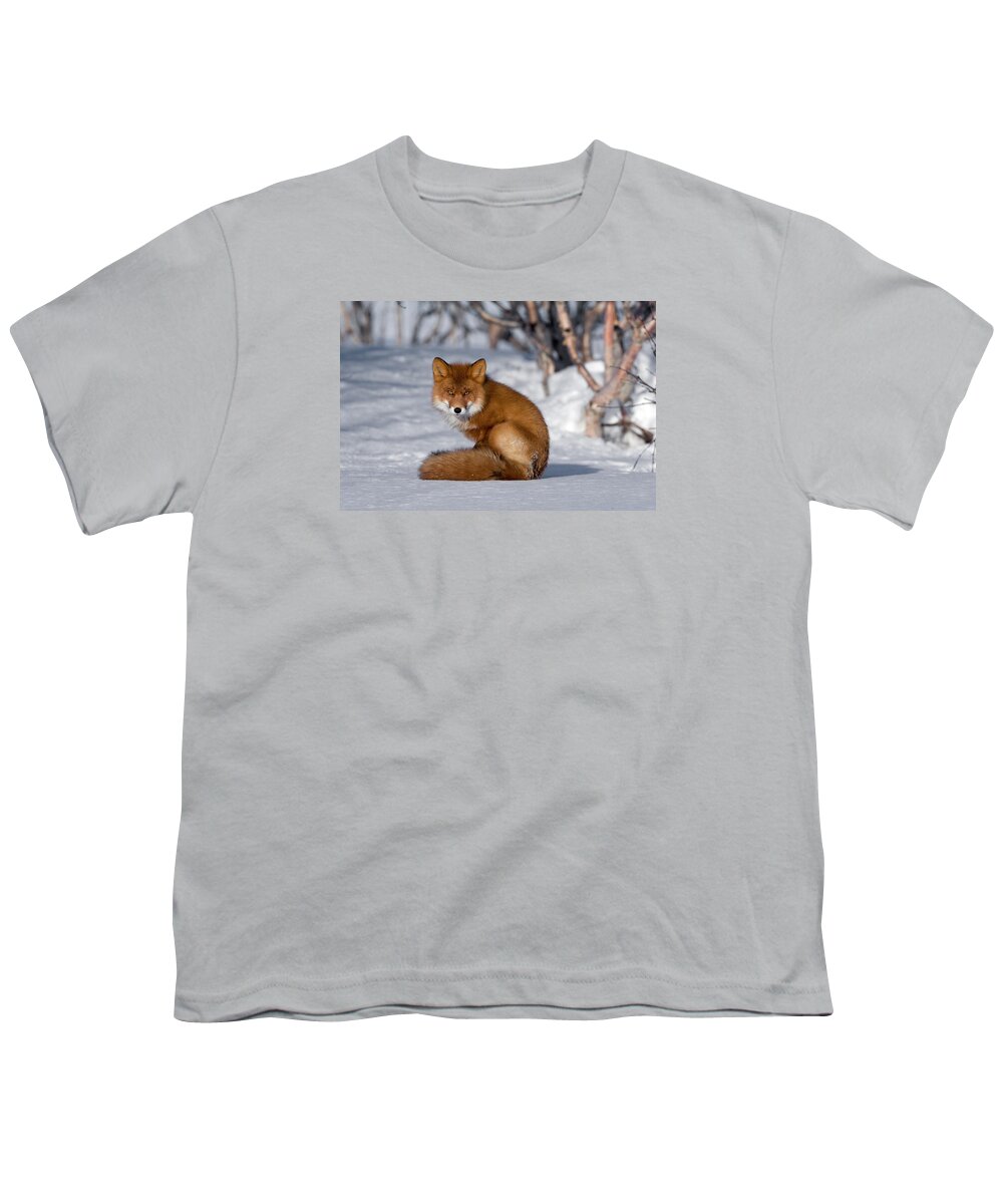 Mp Youth T-Shirt featuring the photograph Red Fox Vulpes Vulpes Sitting On Snow by Sergey Gorshkov