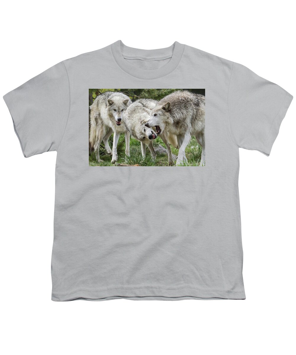 Wolf Youth T-Shirt featuring the photograph Wolves Playing by Wesley Aston