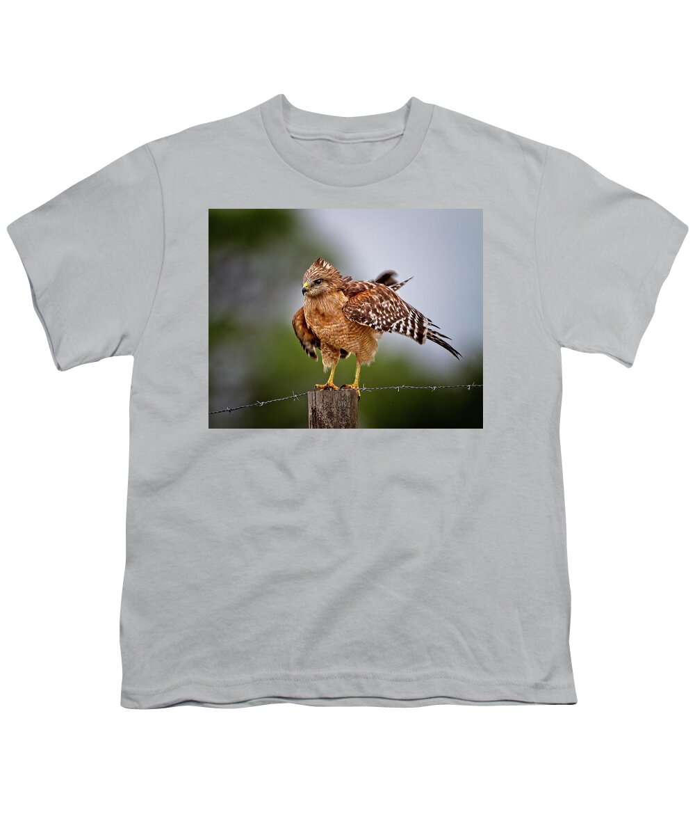 Red-shouldered Hawk Youth T-Shirt featuring the photograph Red-shouldered Hawk Looking For Motion by Ronald Lutz