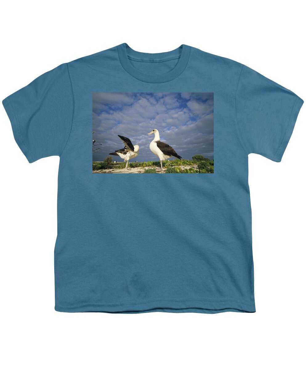 Feb0514 Youth T-Shirt featuring the photograph Laysan Albatross Courtship Dance Hawaii by Tui De Roy