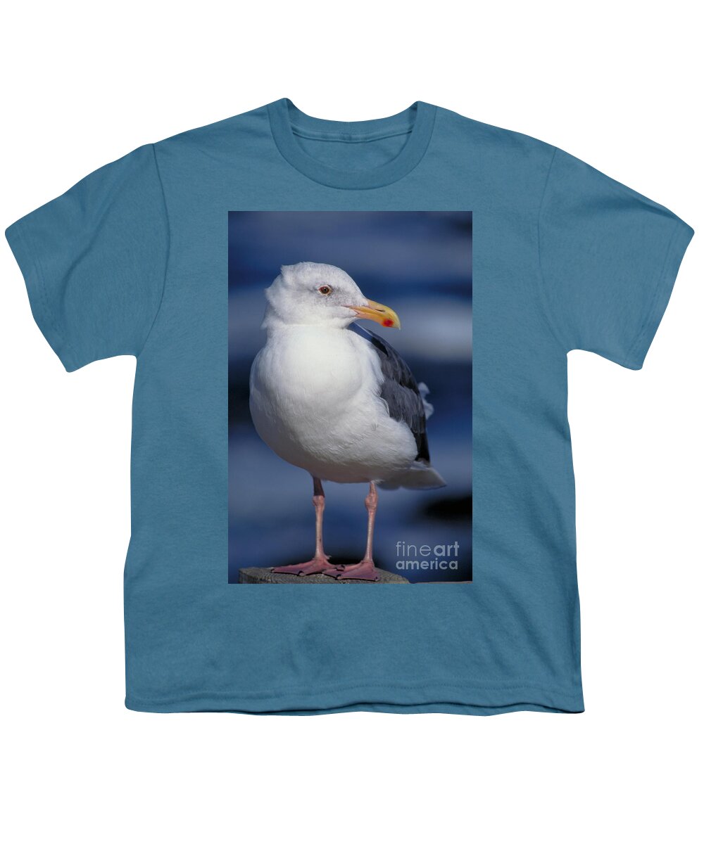 Vertical Youth T-Shirt featuring the photograph Western Gull Larus Occidentalis by Gregory G. Dimijian