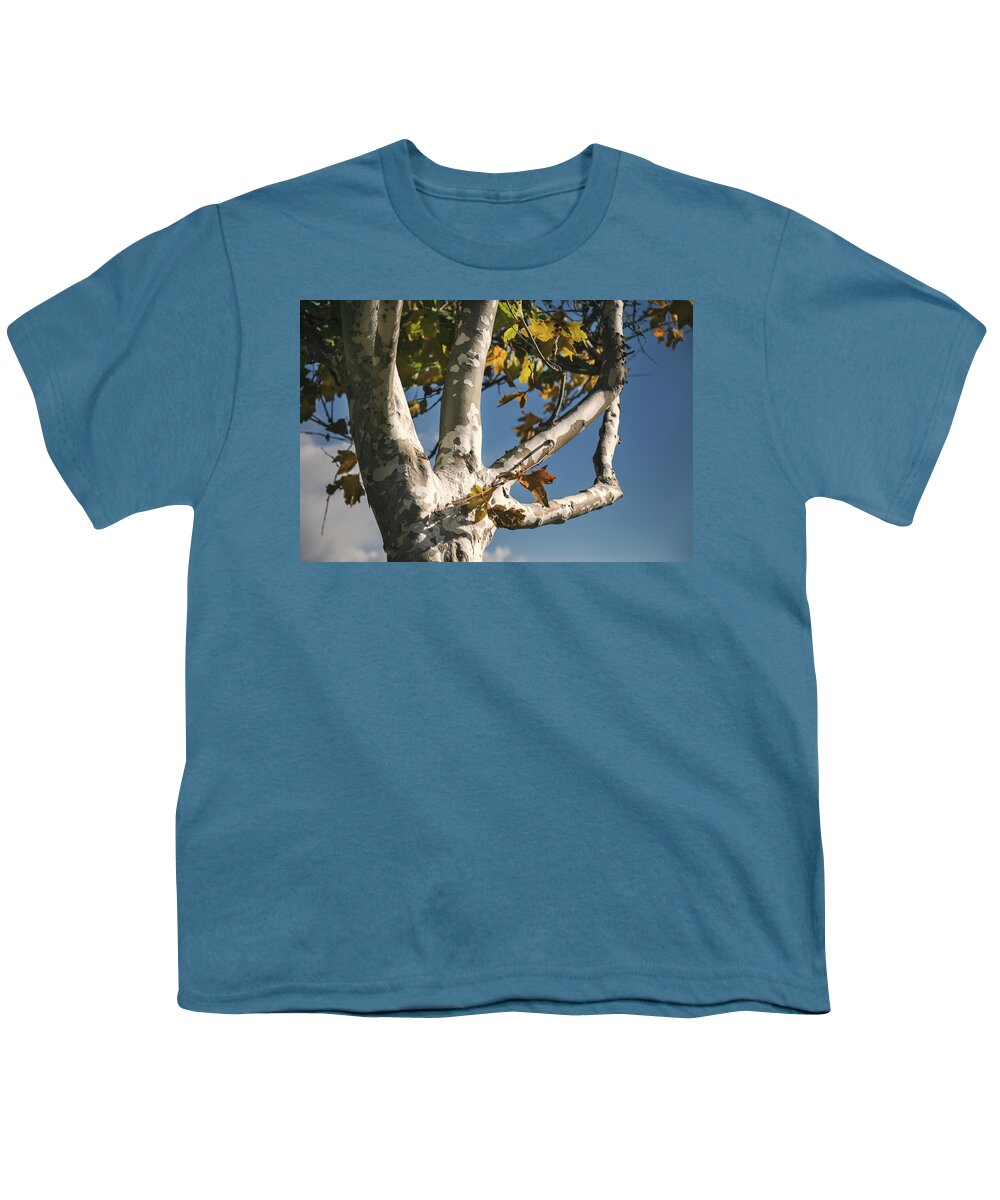 Trees Youth T-Shirt featuring the photograph A Gentle Fall Breeze by Laurie Search