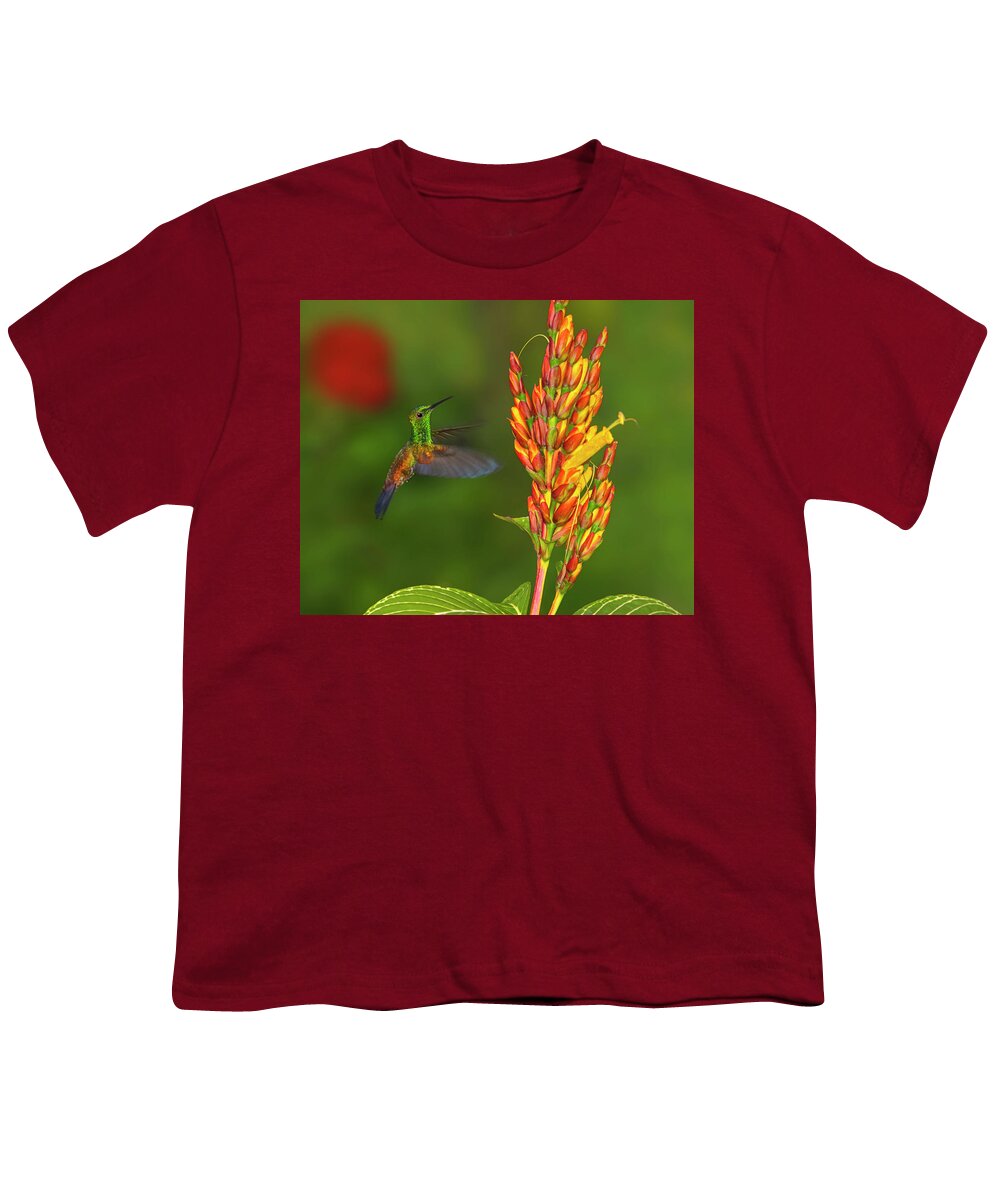 Copper-rumped Hummingbird Youth T-Shirt featuring the photograph Down Beat by Tony Beck