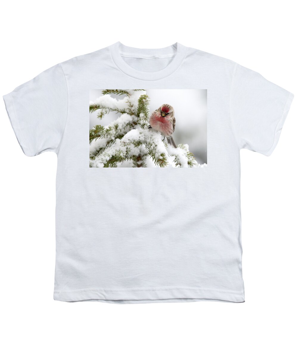 Feb0514 Youth T-Shirt featuring the photograph Common Redpoll Male Nova Scotia Canada #1 by Scott Leslie