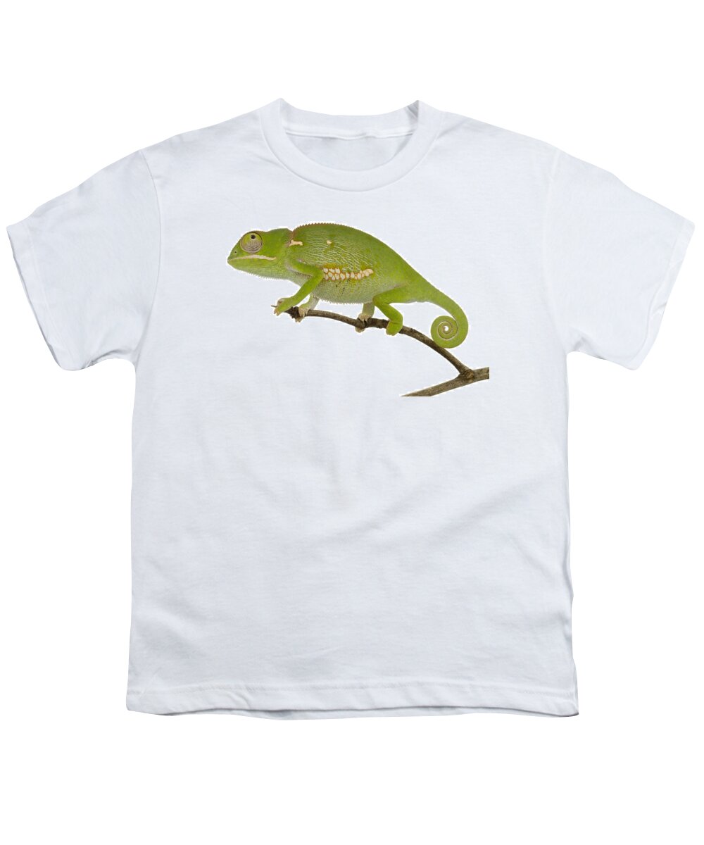 496738 Youth T-Shirt featuring the photograph Flap-necked Chameleon Gorongosa #1 by Piotr Naskrecki