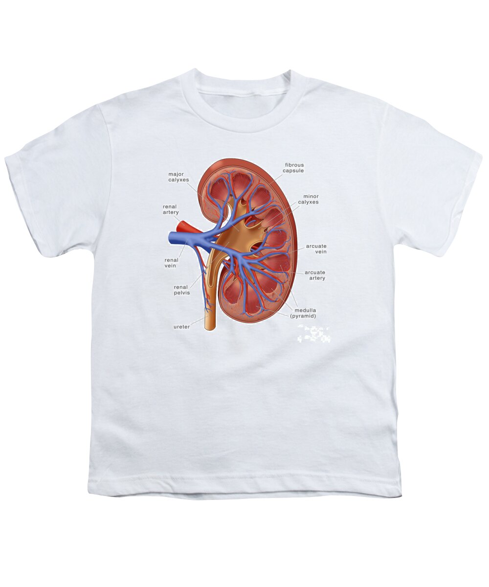 Science Youth T-Shirt featuring the photograph Healthy Kidney, Illustration #1 by Monica Schroeder