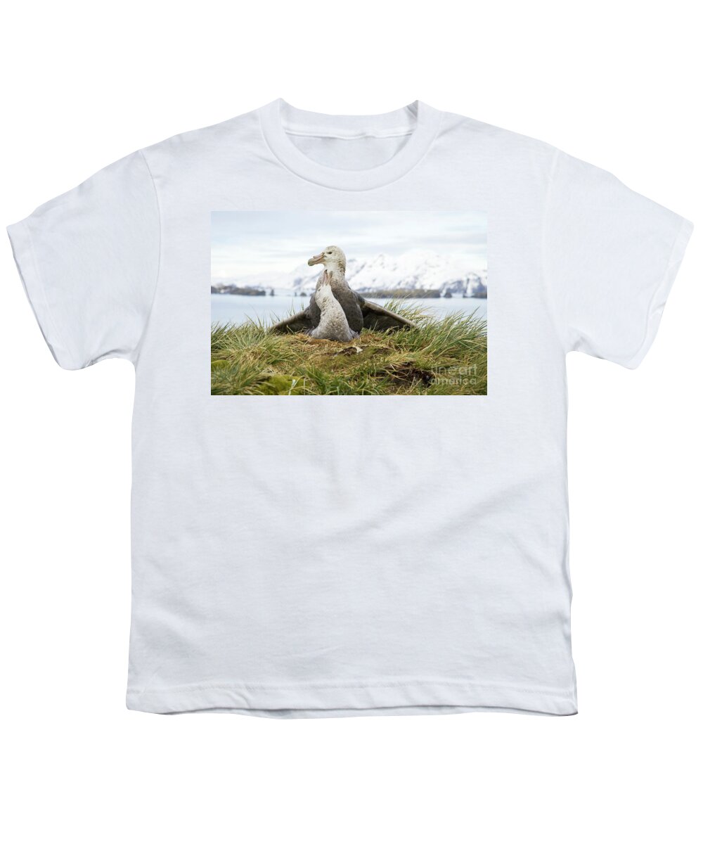 00345994 Youth T-Shirt featuring the photograph Antarctic Giant Petrels Mating by Yva Momatiuk John Eastcott