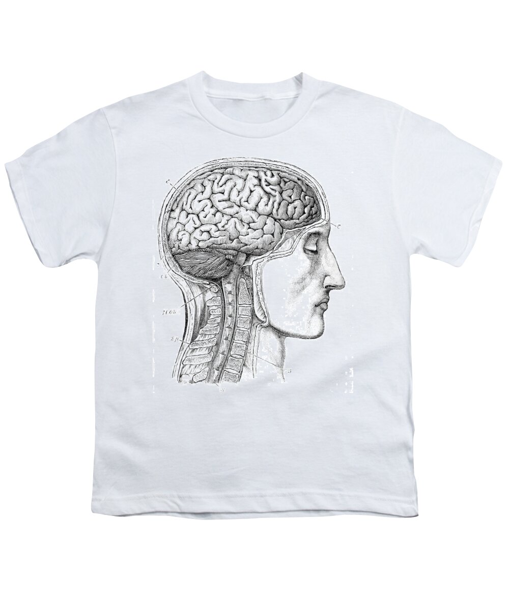 Science Youth T-Shirt featuring the photograph Brain From Right Side, 1883 by British Library
