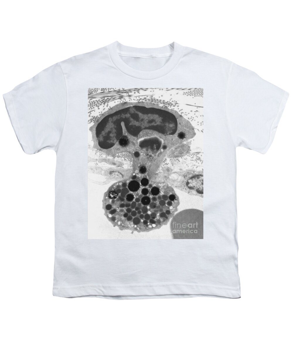 Science Youth T-Shirt featuring the photograph Rabbit Capillary And White Blood Cell by David M. Phillips