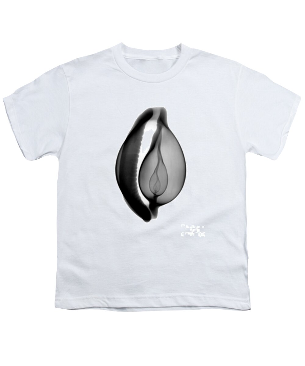 Radiograph Youth T-Shirt featuring the photograph X-ray Of Cowrie Shell by Bert Myers