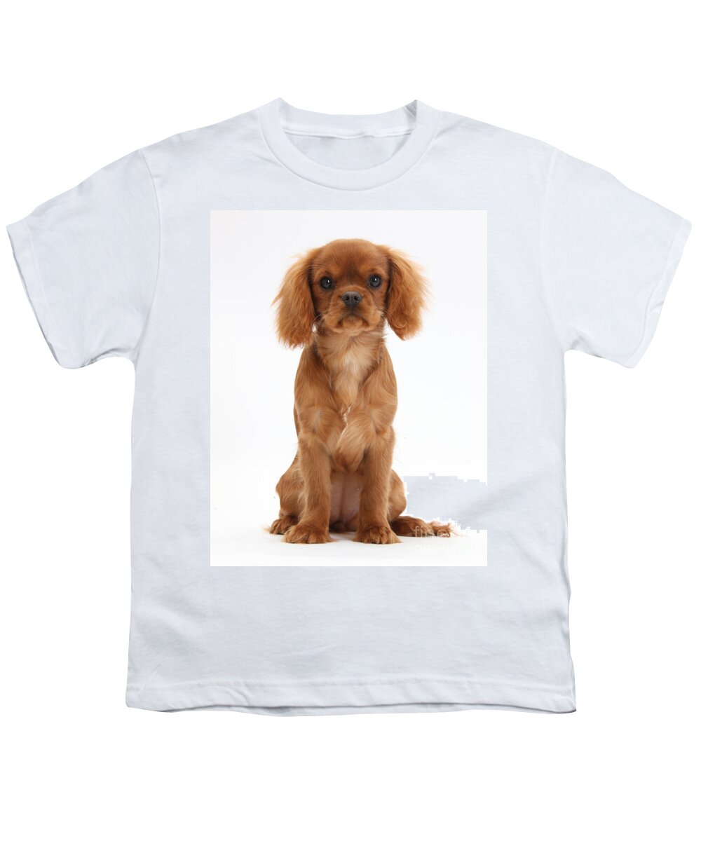 Animal Youth T-Shirt featuring the photograph Cavalier King Charles Spaniel Puppy #1 by Mark Taylor