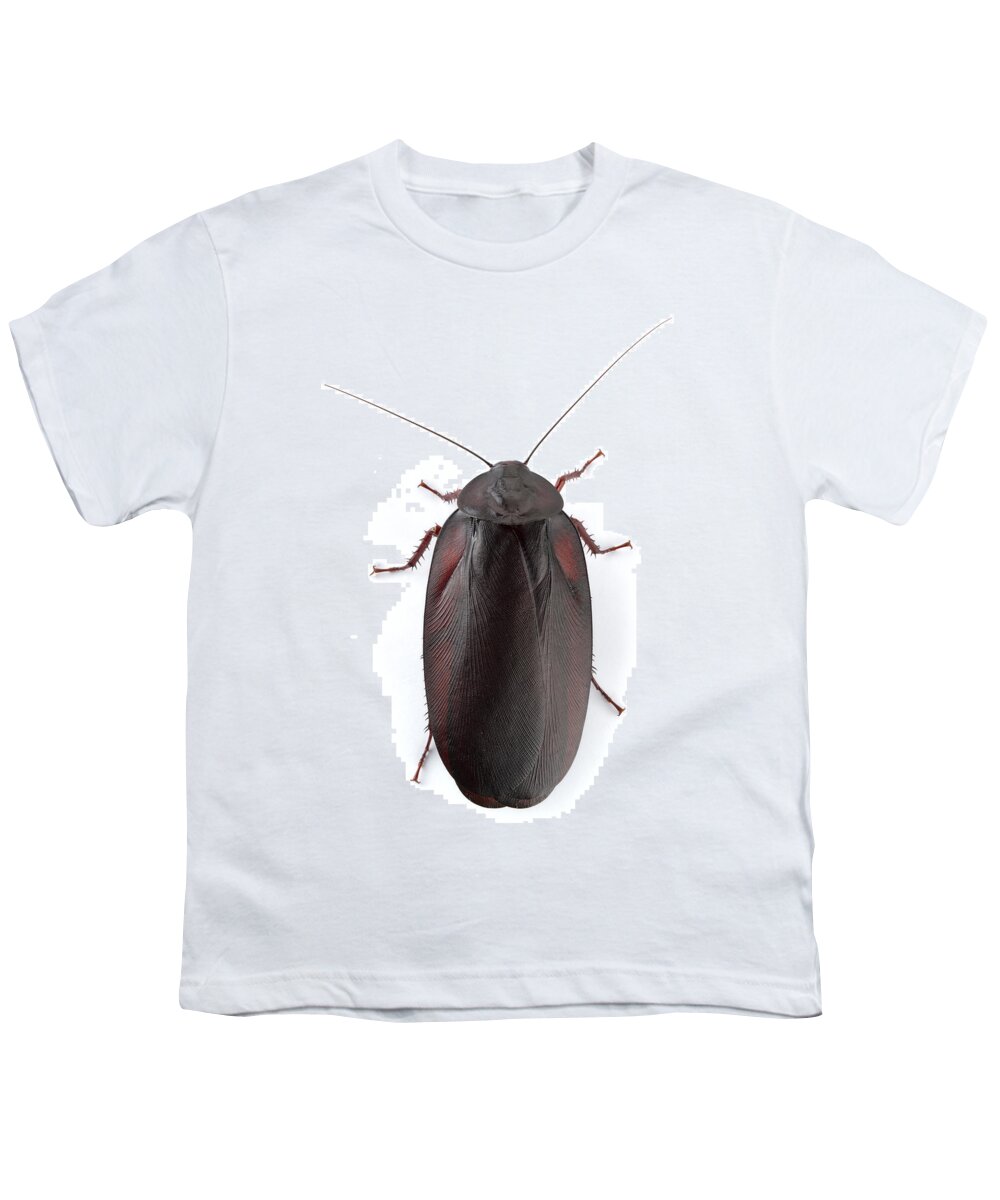 00478973 Youth T-Shirt featuring the photograph Wood Cockroach Barbilla Np Costa Rica #1 by Piotr Naskrecki