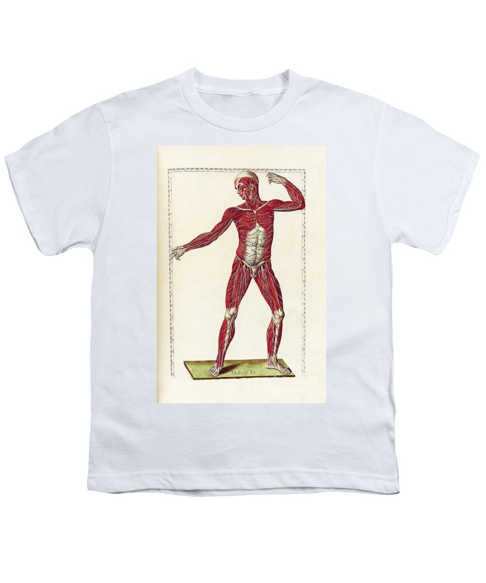 Bartholomeo Eustachi Youth T-Shirt featuring the photograph Historical Anatomical Illustration #17 by Science Source