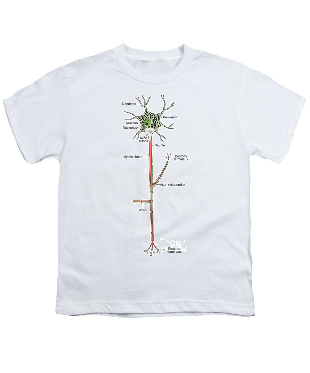 Medical Youth T-Shirt featuring the photograph Illustration Of Motor Neuron #8 by Science Source