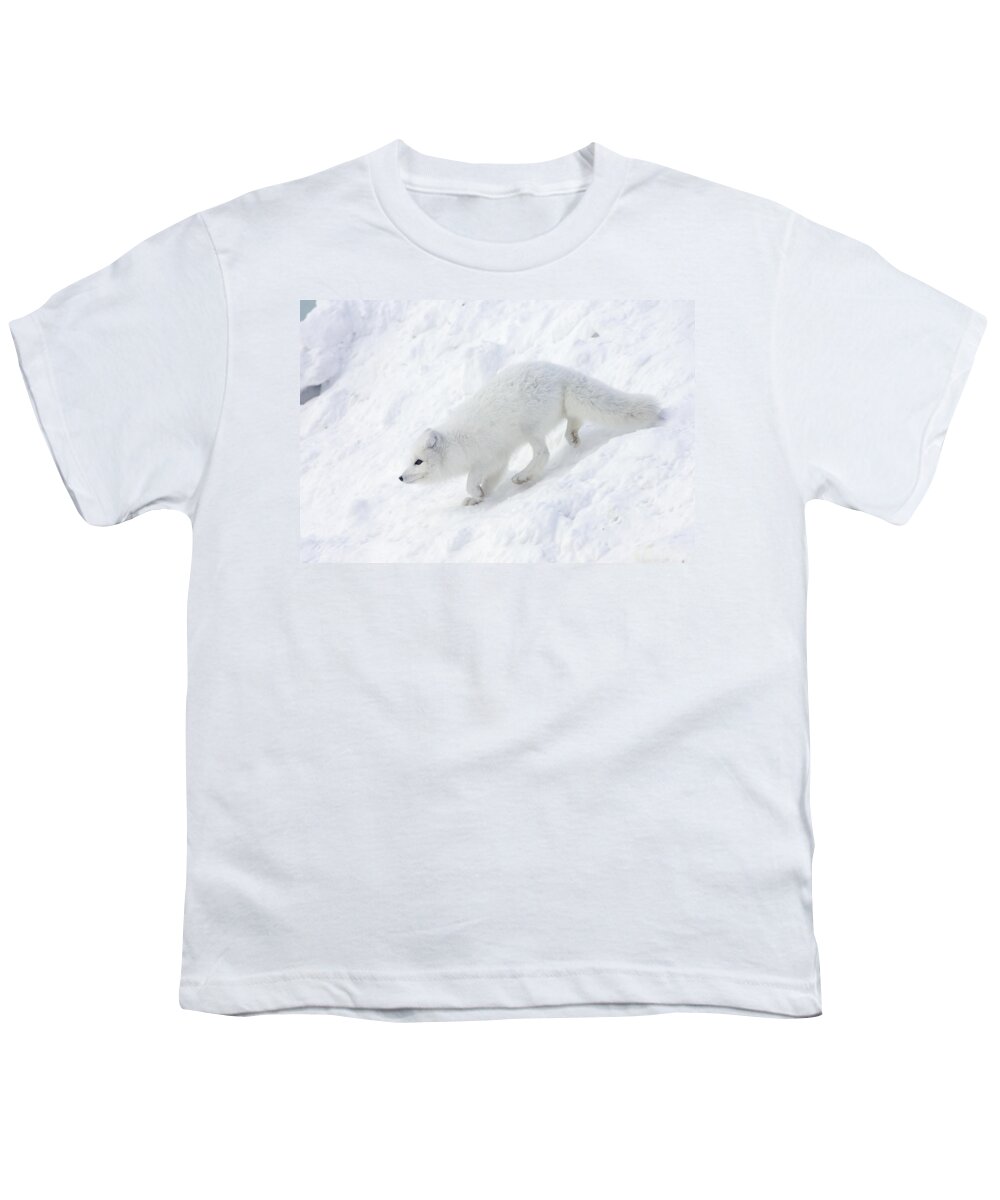 Mp Youth T-Shirt featuring the photograph Arctic Fox Alopex Lagopus On Snow Drift by Matthias Breiter