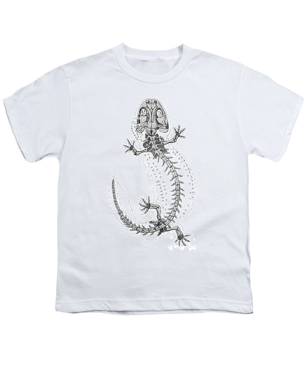 Prehistory Youth T-Shirt featuring the photograph Cryptobranchus, Living Fossil by Science Source