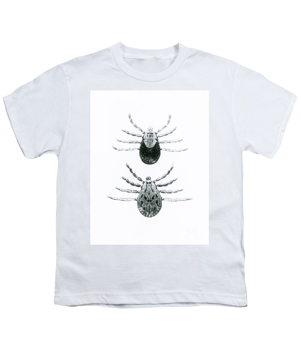 Animal Youth T-Shirt featuring the photograph Rocky Mountain Spotted Fever Ticks by Omikron