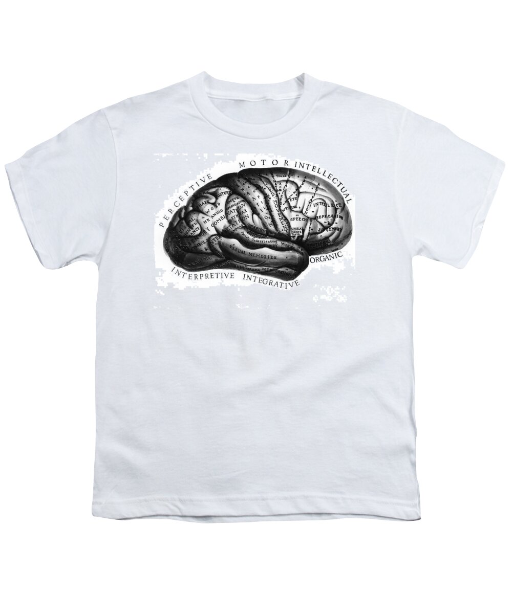 Brain Youth T-Shirt featuring the photograph Diagram Of Brain Functions by Omikron