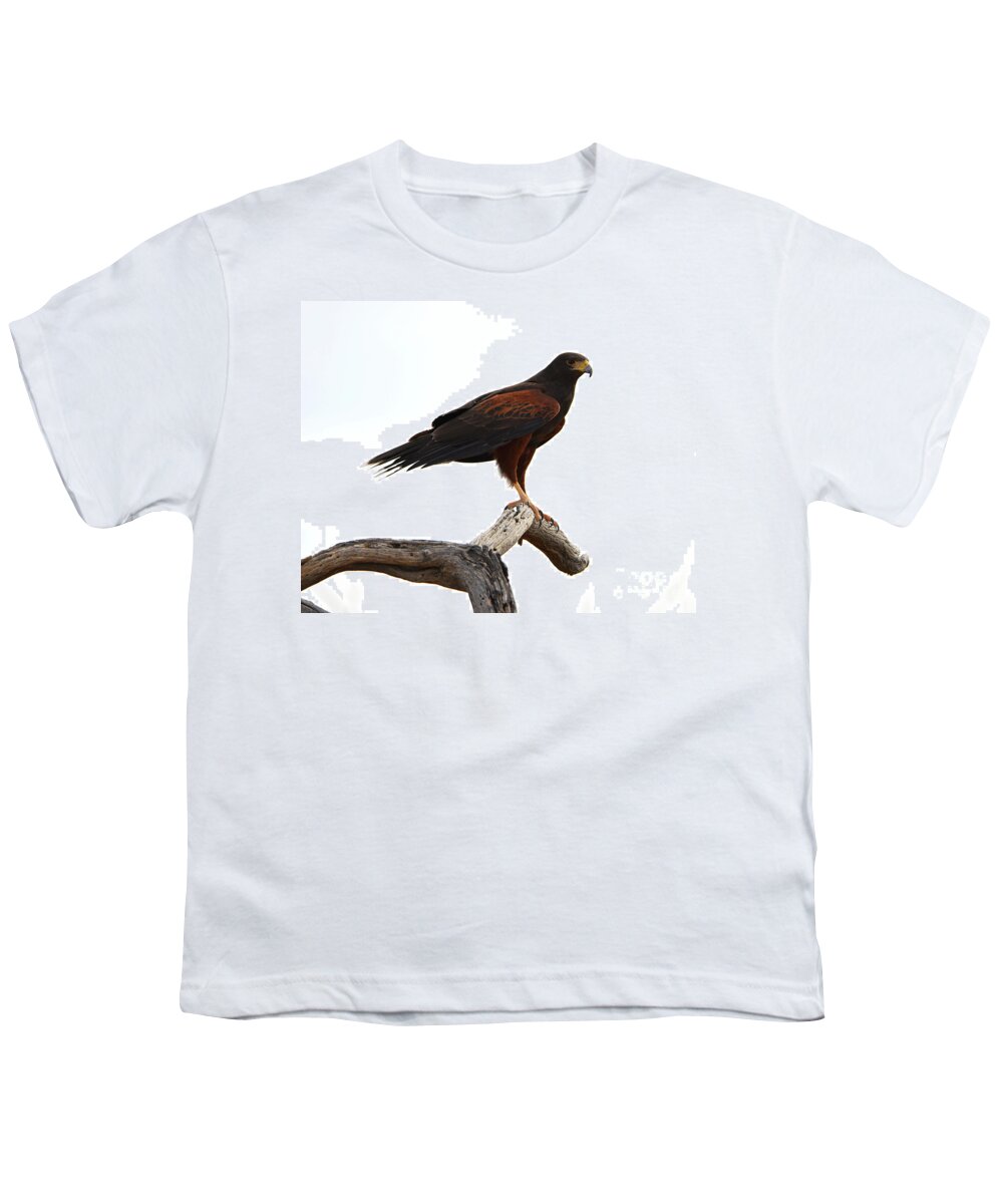 Denise Bruchman Youth T-Shirt featuring the photograph Harris' Hawk Surveying by Denise Bruchman