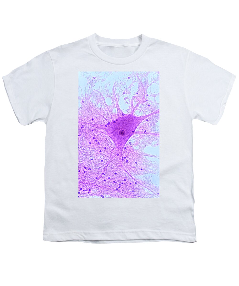 Histology Youth T-Shirt featuring the photograph Motor Neuron From Spinal Cord by M I Walker