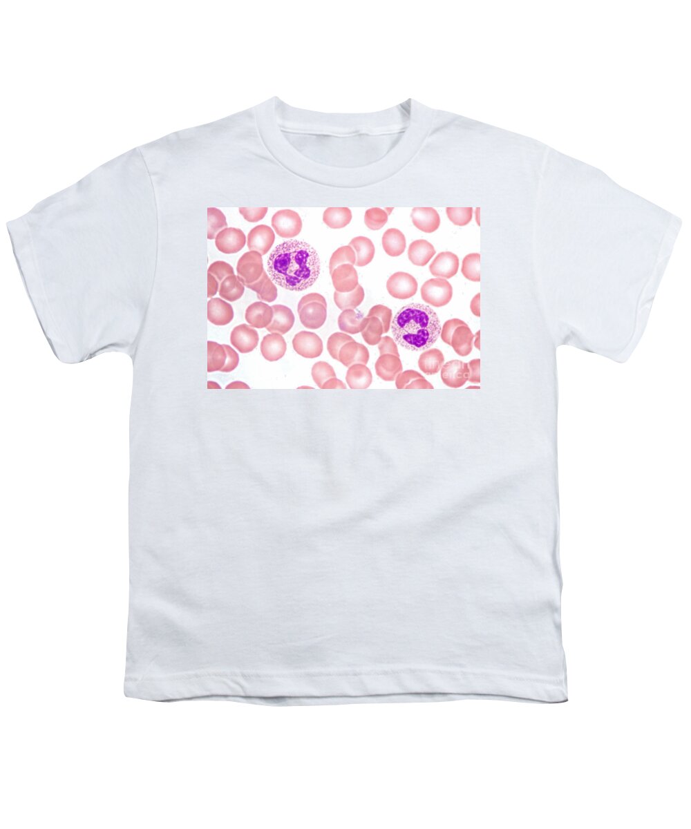 Neutrophil Polymorphs Youth T-Shirt featuring the photograph Neutrophils In Peripheral Blood Smear by M. I. Walker