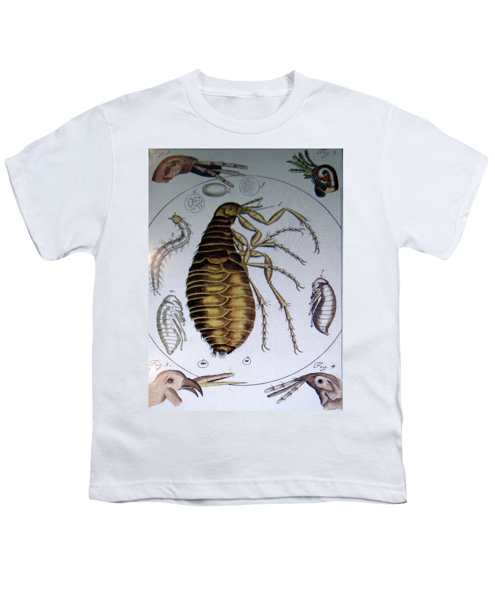 18th Youth T-Shirt featuring the photograph Scientific drawing of a flea by Steve Estvanik