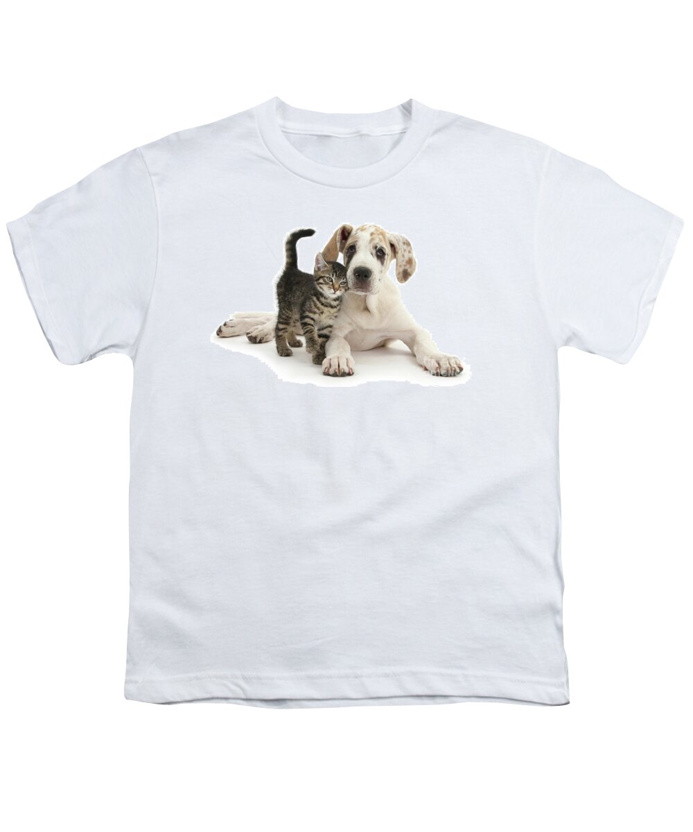 Great Dane Youth T-Shirt featuring the photograph Cute tabby kitten with Great Dane puppy by Warren Photographic