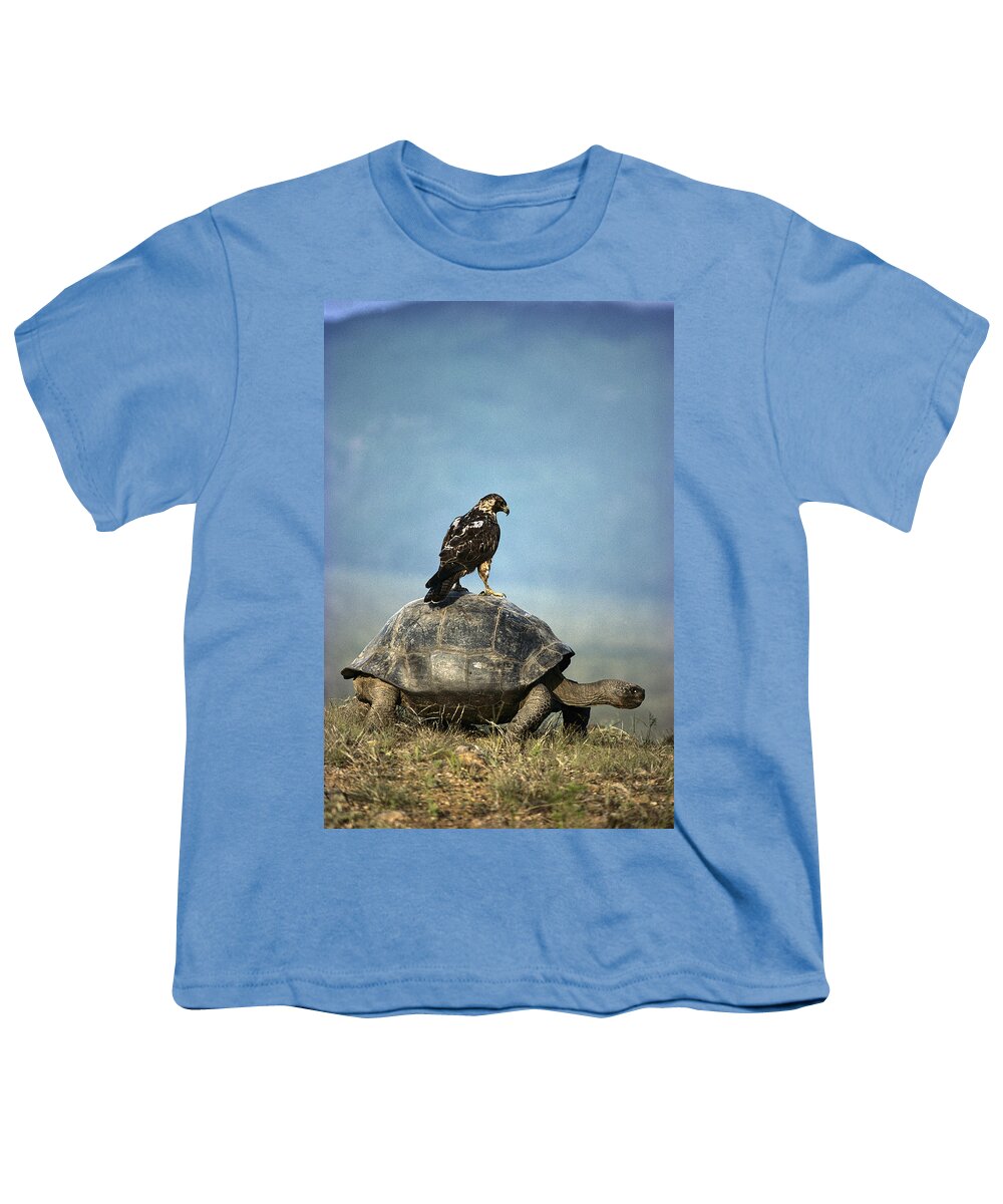 00141014 Youth T-Shirt featuring the photograph Galapagos Hawk Buteo Galapagoensis #4 by Tui De Roy