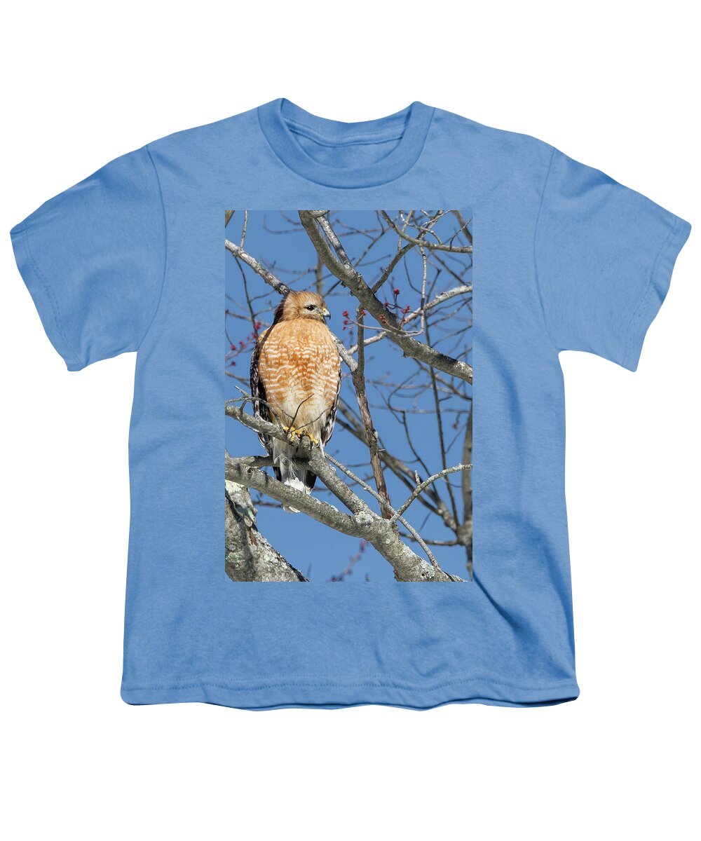 Red Shouldered Hawk Youth T-Shirt featuring the photograph Hunting by Bill Wakeley