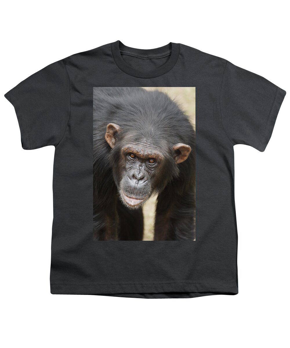 Hiroya Minakuchi Youth T-Shirt featuring the photograph Chimpanzee Portrait Ol Pejeta by Hiroya Minakuchi