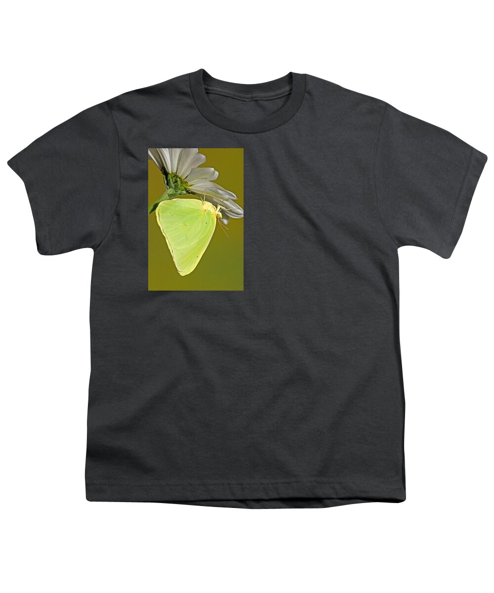Animal Youth T-Shirt featuring the photograph Cloudless Sulphur Butterfly #5 by Millard H Sharp