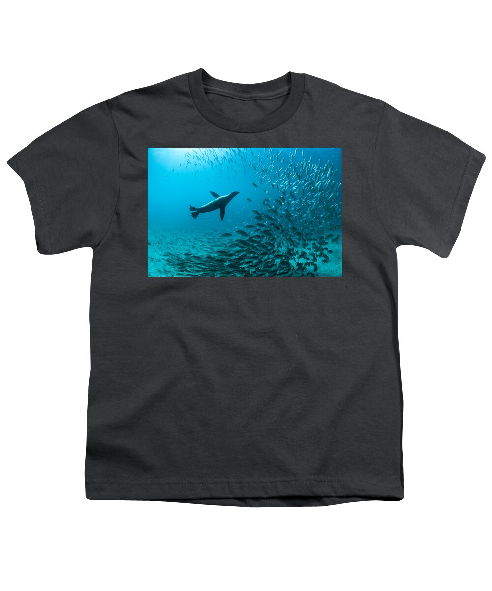 Tui De Roy Youth T-Shirt featuring the photograph Galapagos Sea Lion Hunting Fish Rabida #1 by Tui De Roy