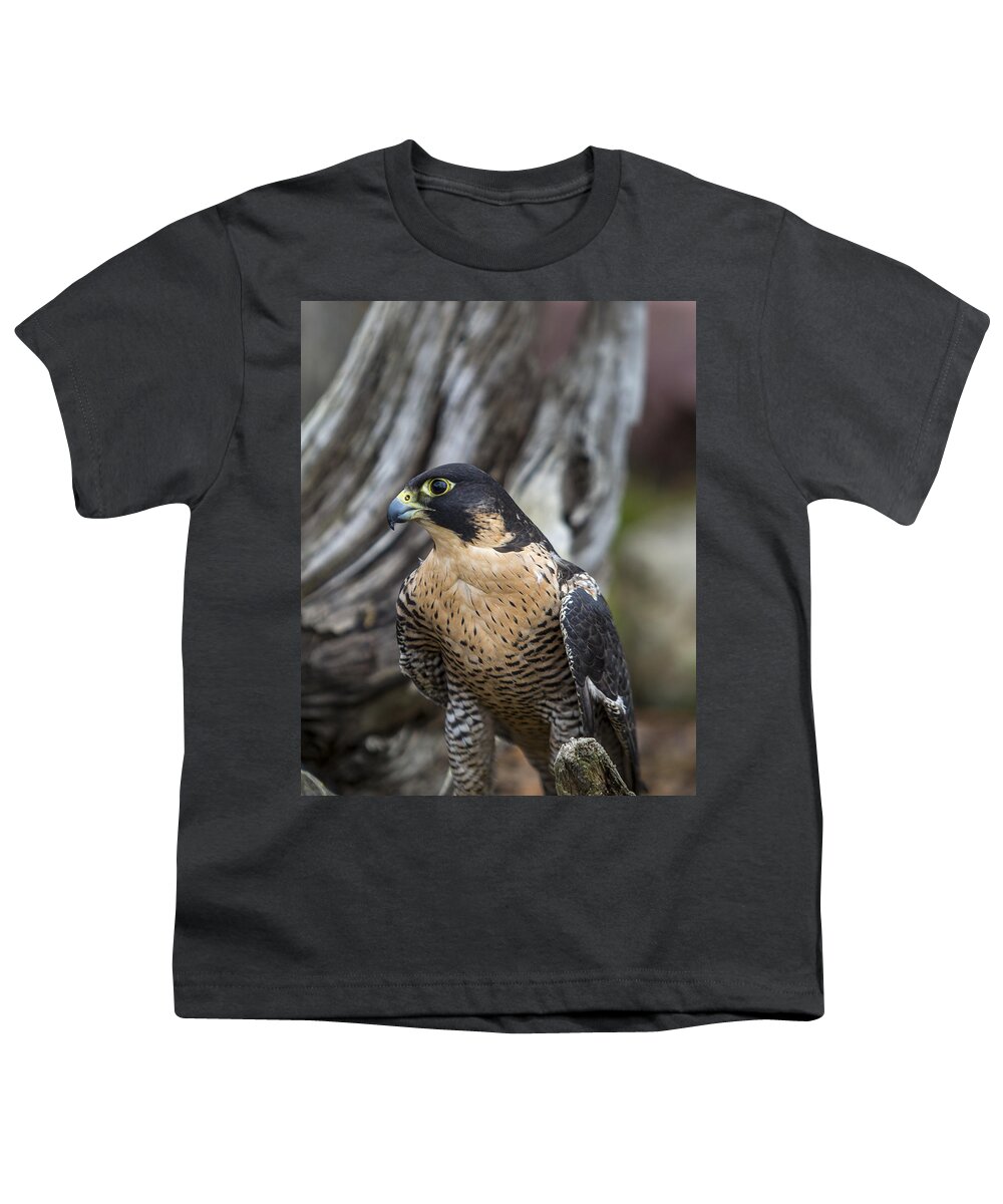 Aerial Youth T-Shirt featuring the photograph Peregrine Falcon #1 by Jack R Perry
