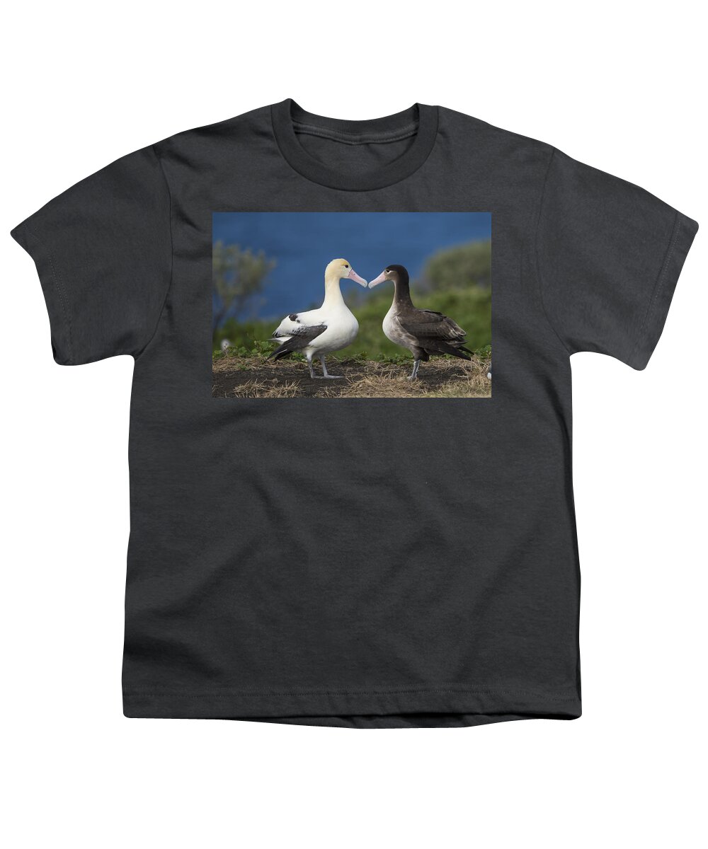 536835 Youth T-Shirt featuring the photograph Short-tailed Albatross Courting #1 by Tui De Roy