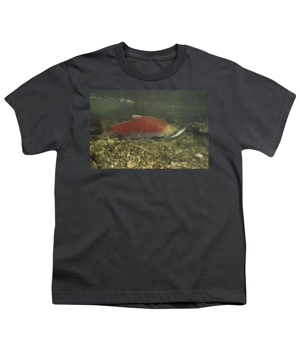 Actinopterygii Youth T-Shirt featuring the photograph Spawning Sockeye Salmon #1 by F. Stuart Westmorland