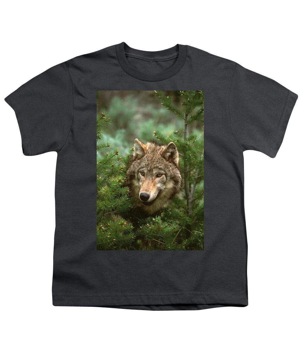 Feb0514 Youth T-Shirt featuring the photograph Timber Wolf North America #1 by Tom Vezo
