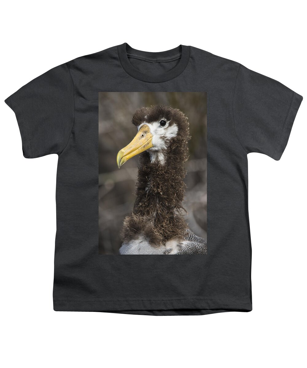 Pete Oxford Youth T-Shirt featuring the photograph Waved Albatross Molting Juvenile #1 by Pete Oxford