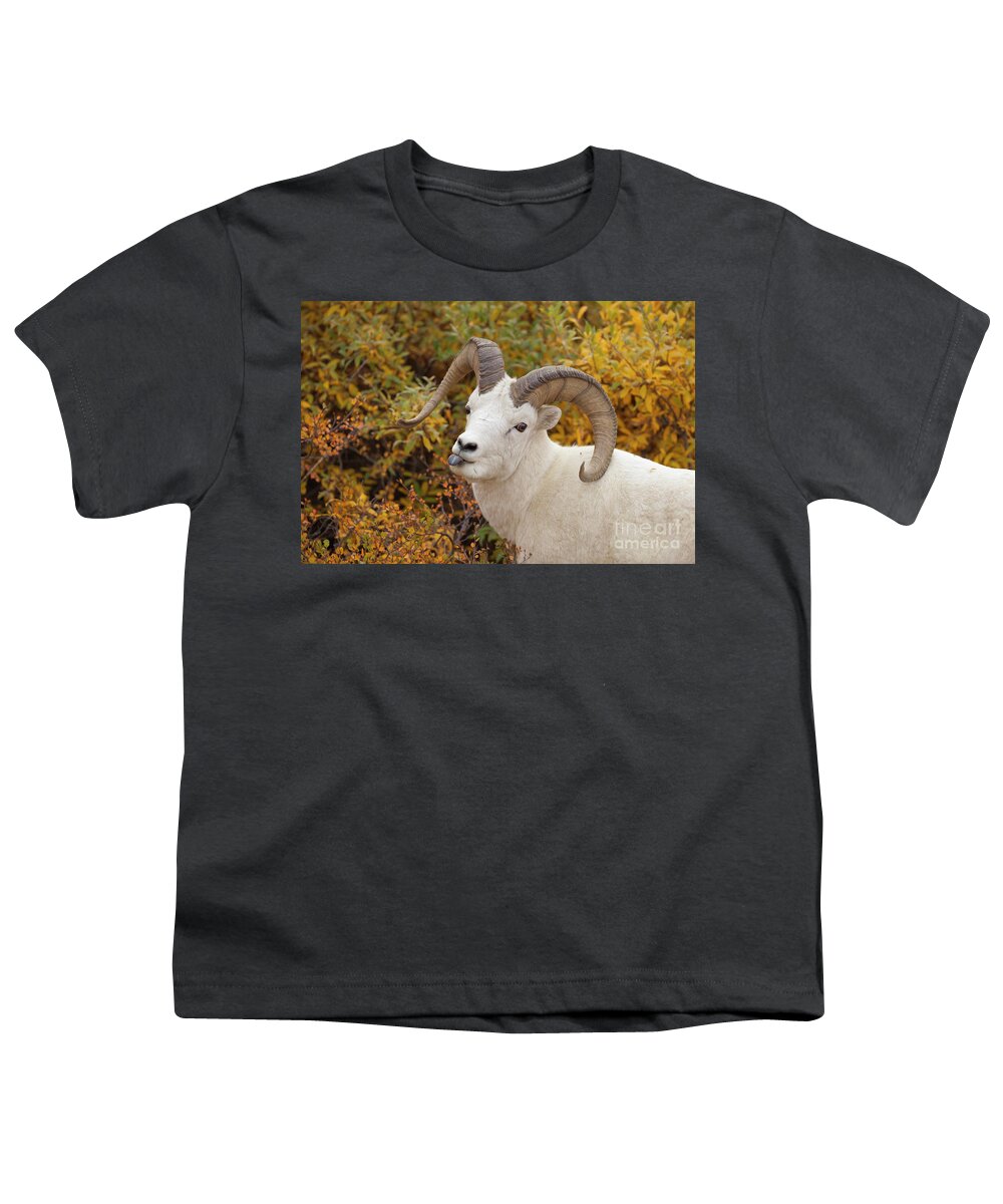 00440931 Youth T-Shirt featuring the photograph Dalls Sheep Ramin Denali by Yva Momatiuk John Eastcott