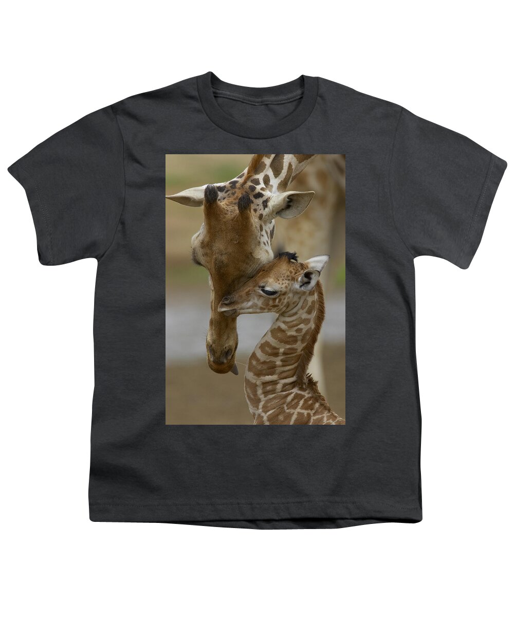 00119300 Youth T-Shirt featuring the photograph Rothschild Giraffes Nuzzling by San Diego Zoo