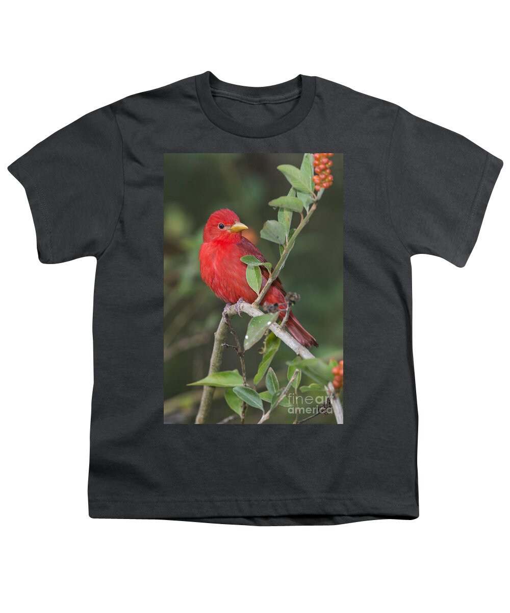 Summer Tanager Youth T-Shirt featuring the photograph Summer Tanager by Anthony Mercieca