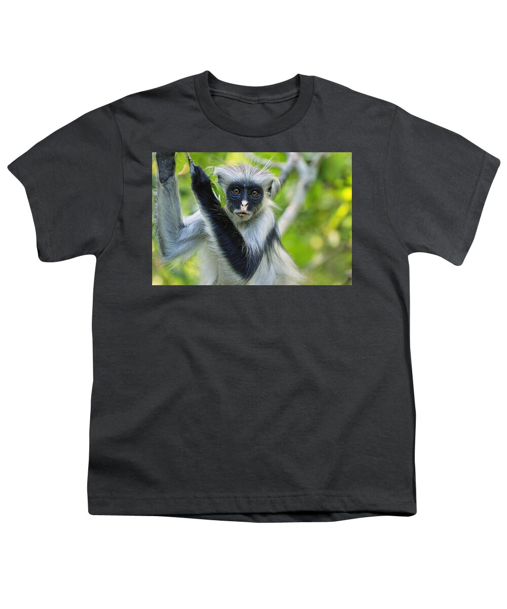 Thomas Marent Youth T-Shirt featuring the photograph Zanzibar Red Colobus In Tree Jozani #2 by Thomas Marent